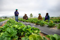 Pauma Valley Farming